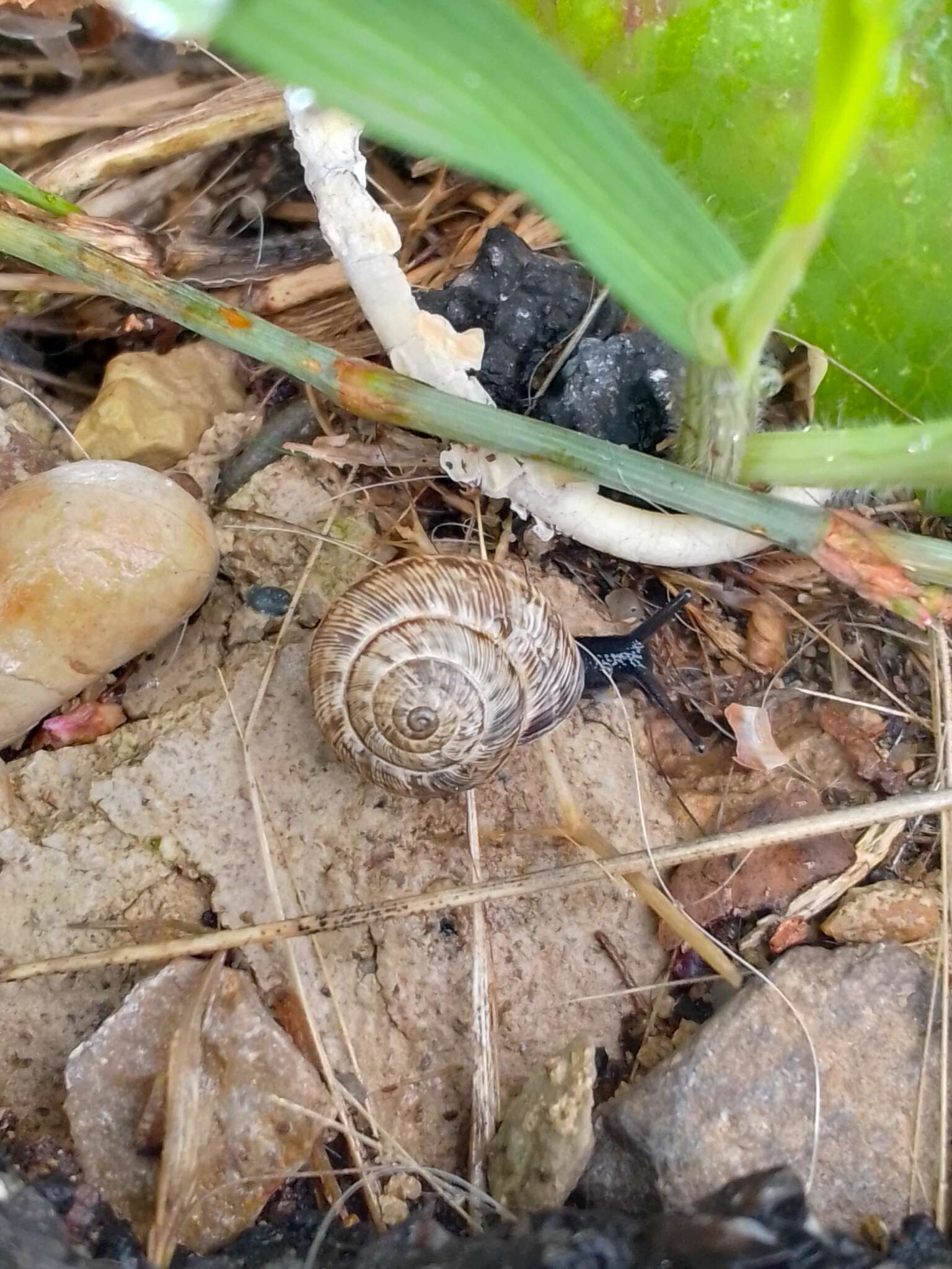 Cernuella cisalpina (Rossmässler 1837) resmi