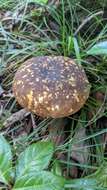 Image of Boletus violaceofuscus W. F. Chiu 1948