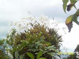 Image de Laelia anceps subsp. dawsonii (J. Anderson) Rolfe