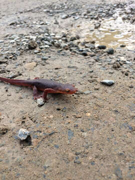 Image of Sierra newt