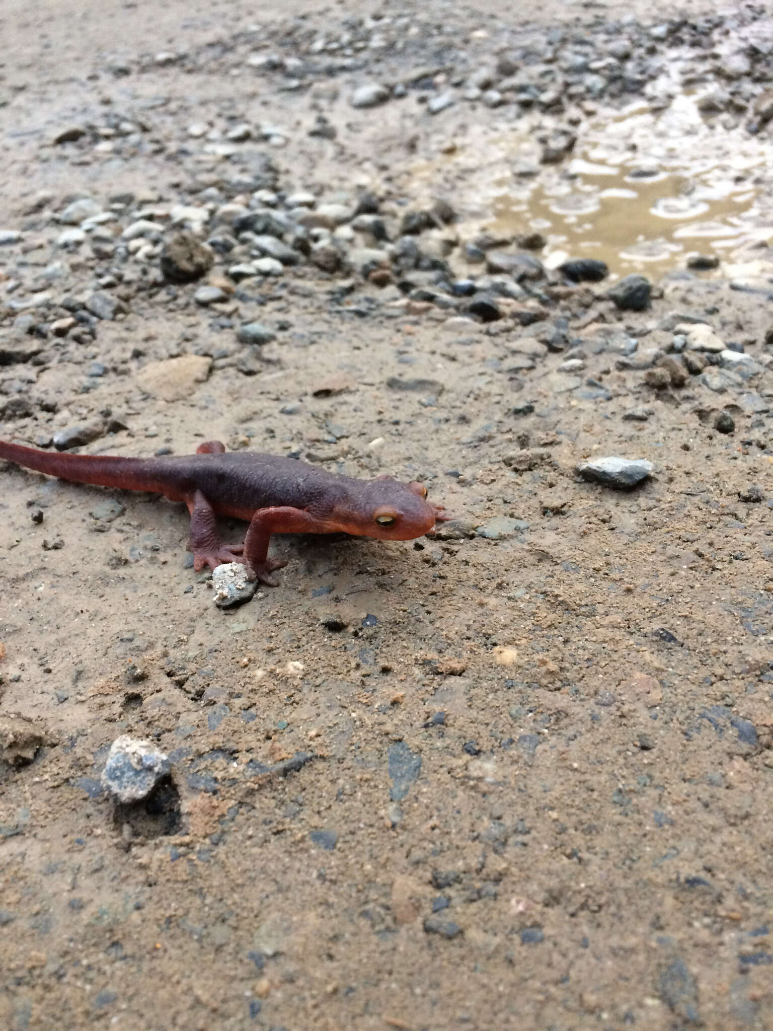 Image of Sierra newt