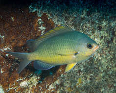 Image de Chromis ovalis (Steindachner 1900)