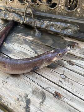 Image of American Conger