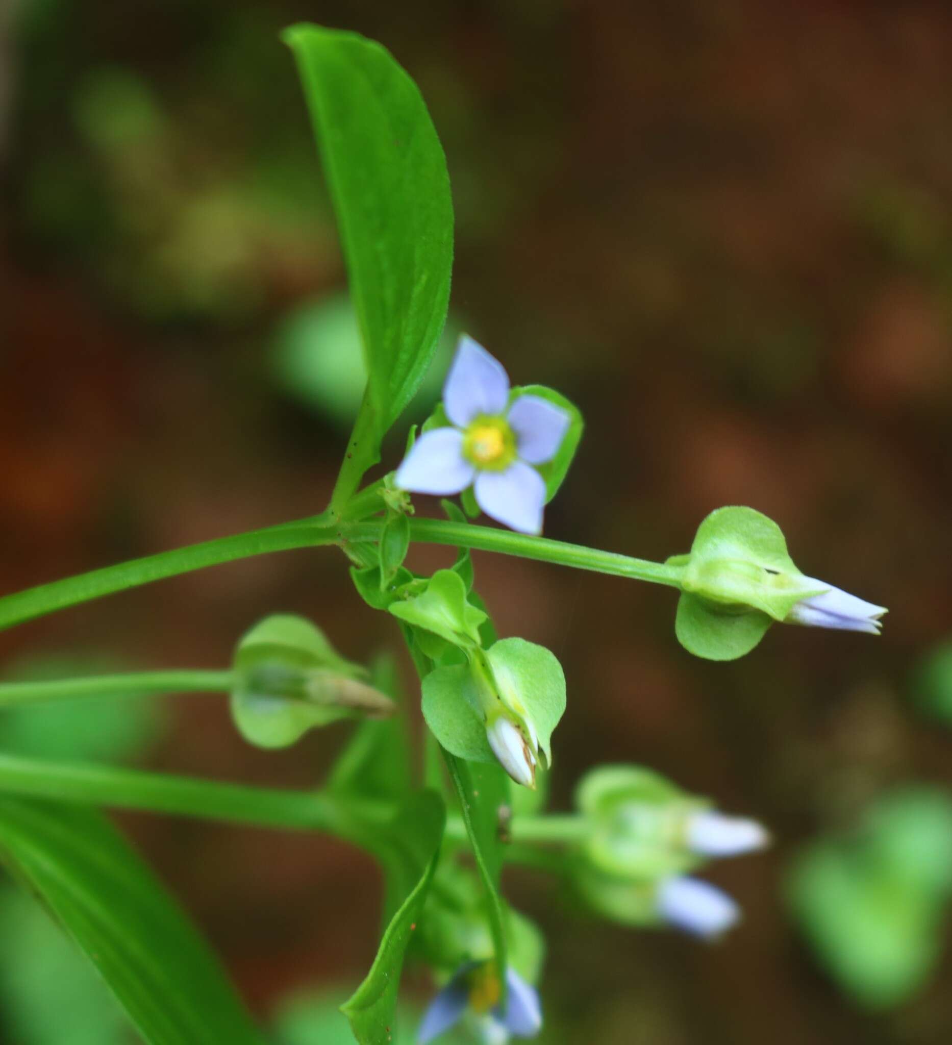 Image of Exacum petiolare Griseb.