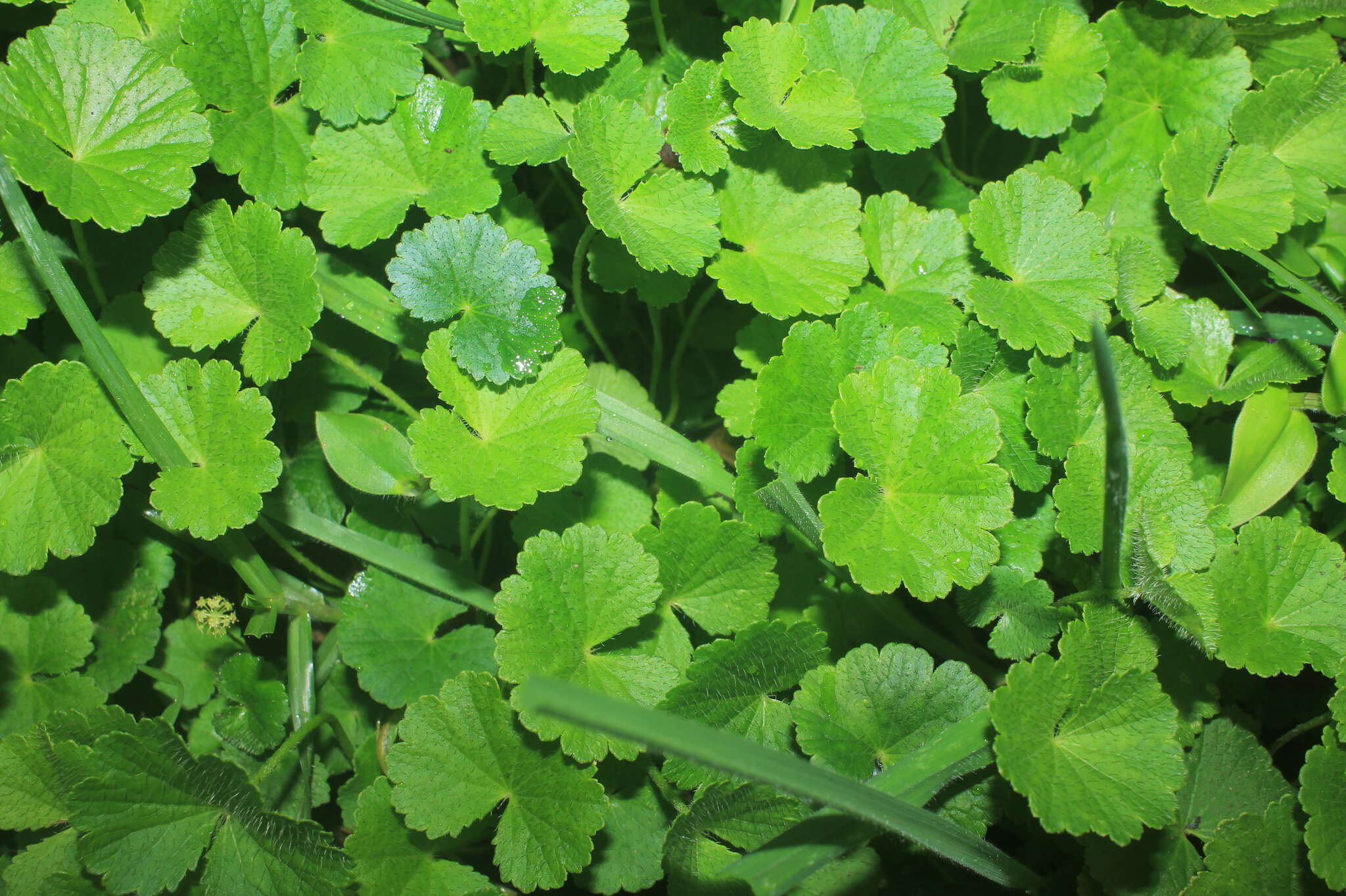 Image de Hydrocotyle bonplandii A. Rich.