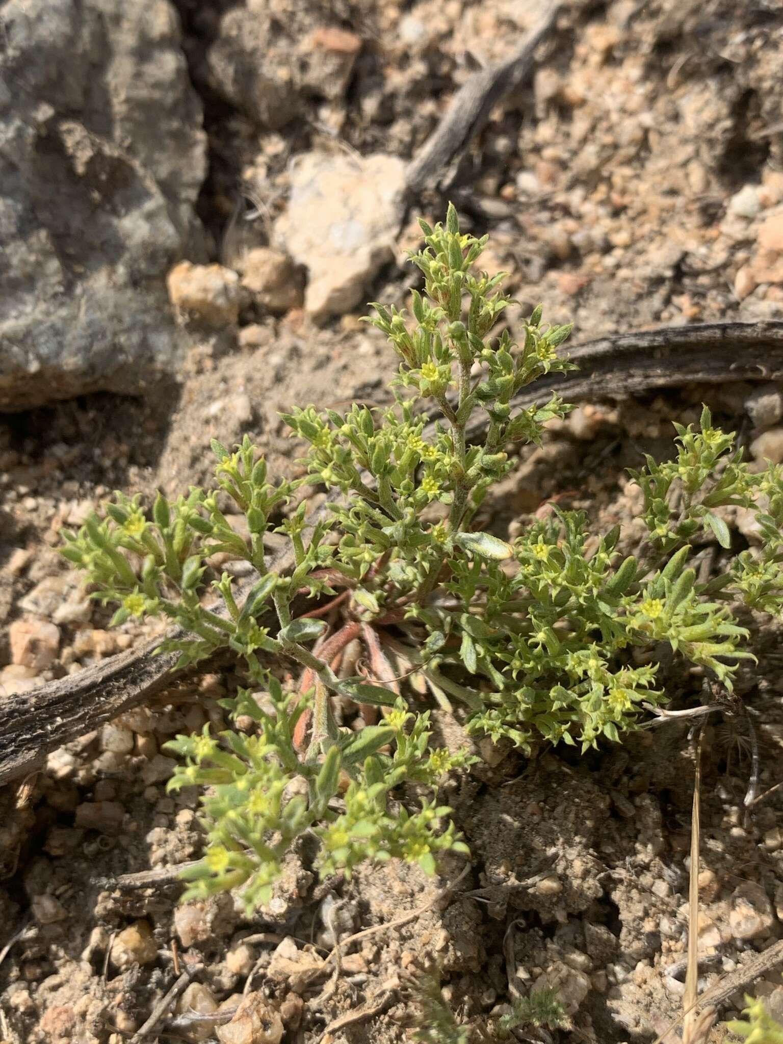 Image of fivetooth spineflower