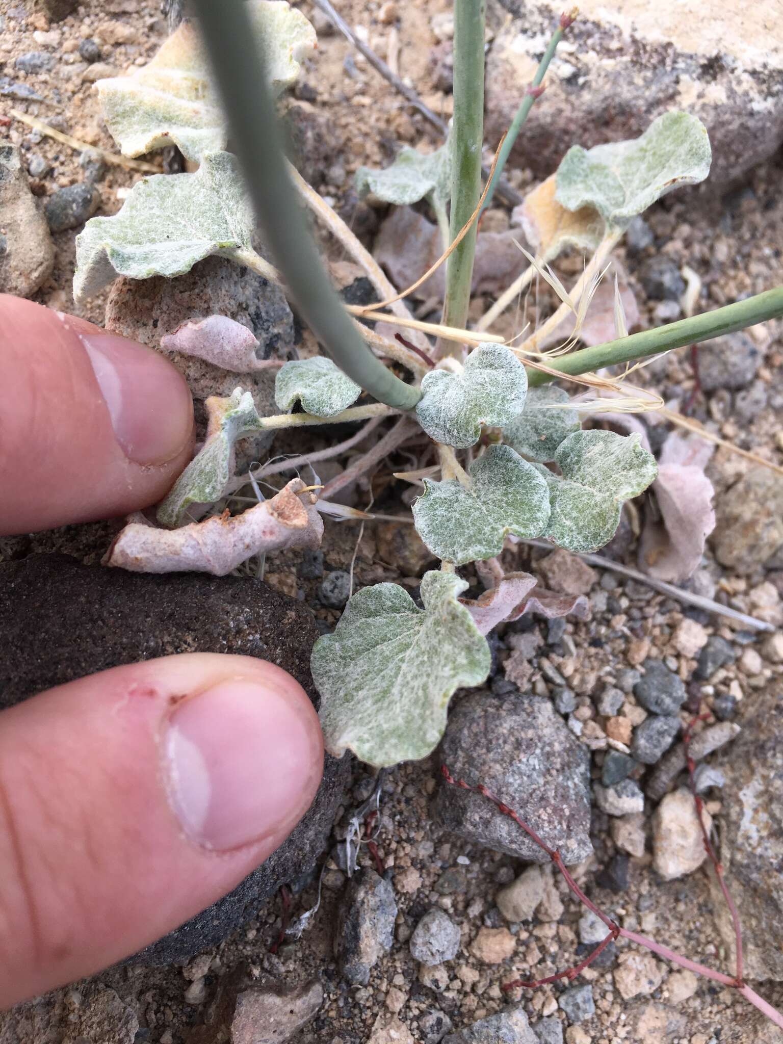 Eriogonum deflexum var. nevadense Reveal resmi