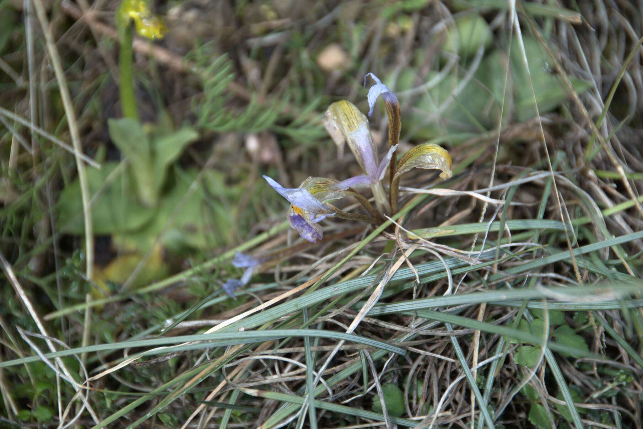 Image of Iris unguicularis subsp. cretensis (Janka) A. P. Davis & Jury