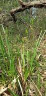 Image of Bonnet orchid