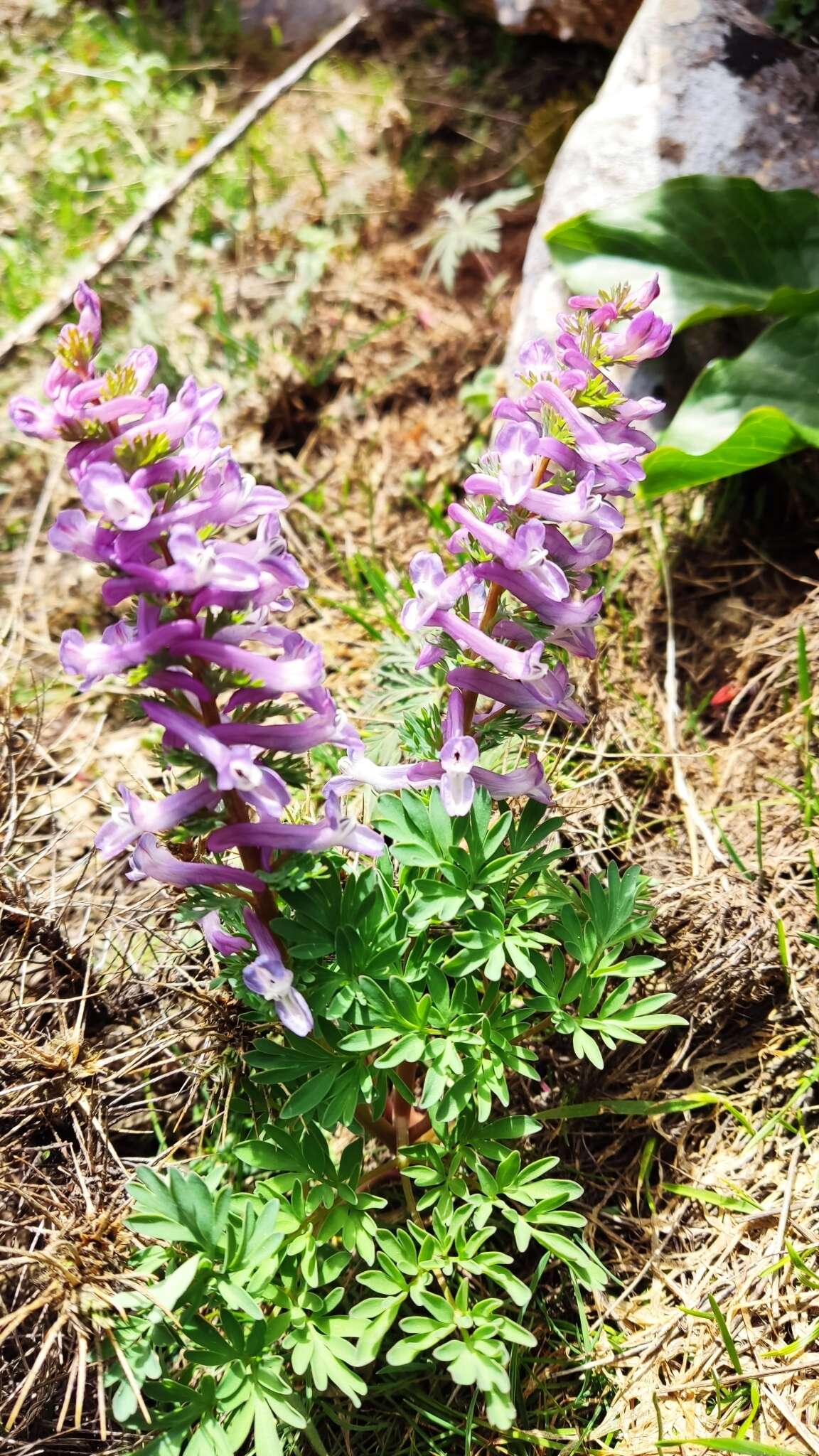 Image of Corydalis solida subsp. incisa Lidén