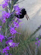 Image of large carpenter bee