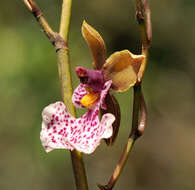 Image of Caucaea olivacea (Kunth) N. H. Williams & M. W. Chase