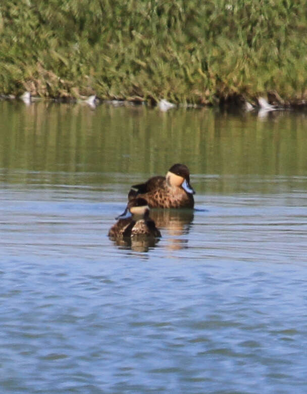 Image of Blue-billed Teal