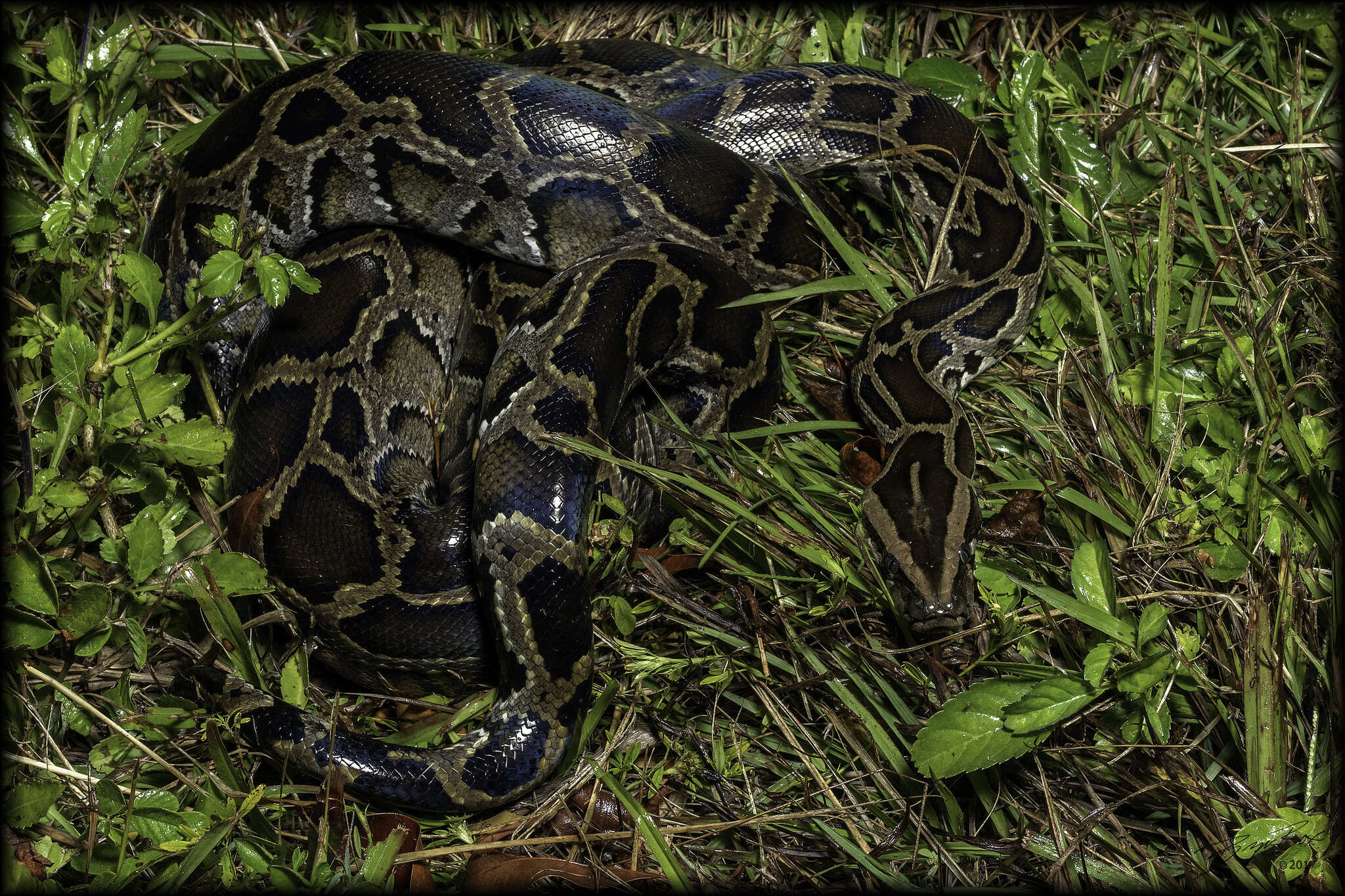 Image of Burmese python