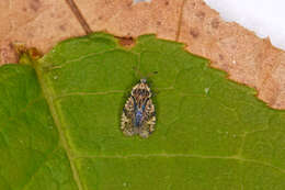 Image of spear thistle lacebug