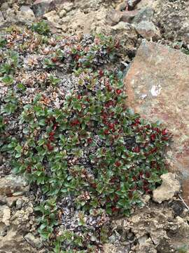 Sivun Salix rotundifolia Trautv. kuva