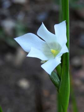 Image of Cipura campanulata Ravenna