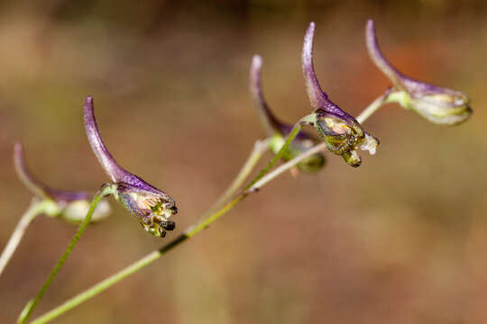 Plancia ëd Delphinium scopulorum A. Gray