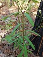 Image of false flowering spurge