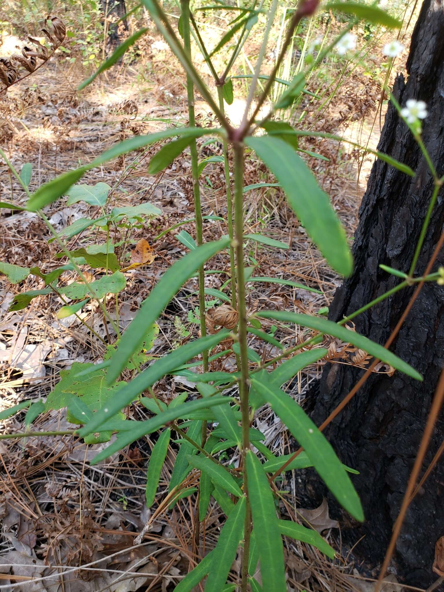 Image of false flowering spurge