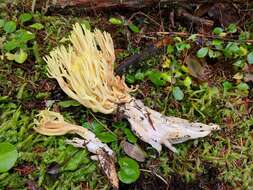 Image of Ramaria cystidiophora (Kauffman) Corner 1950