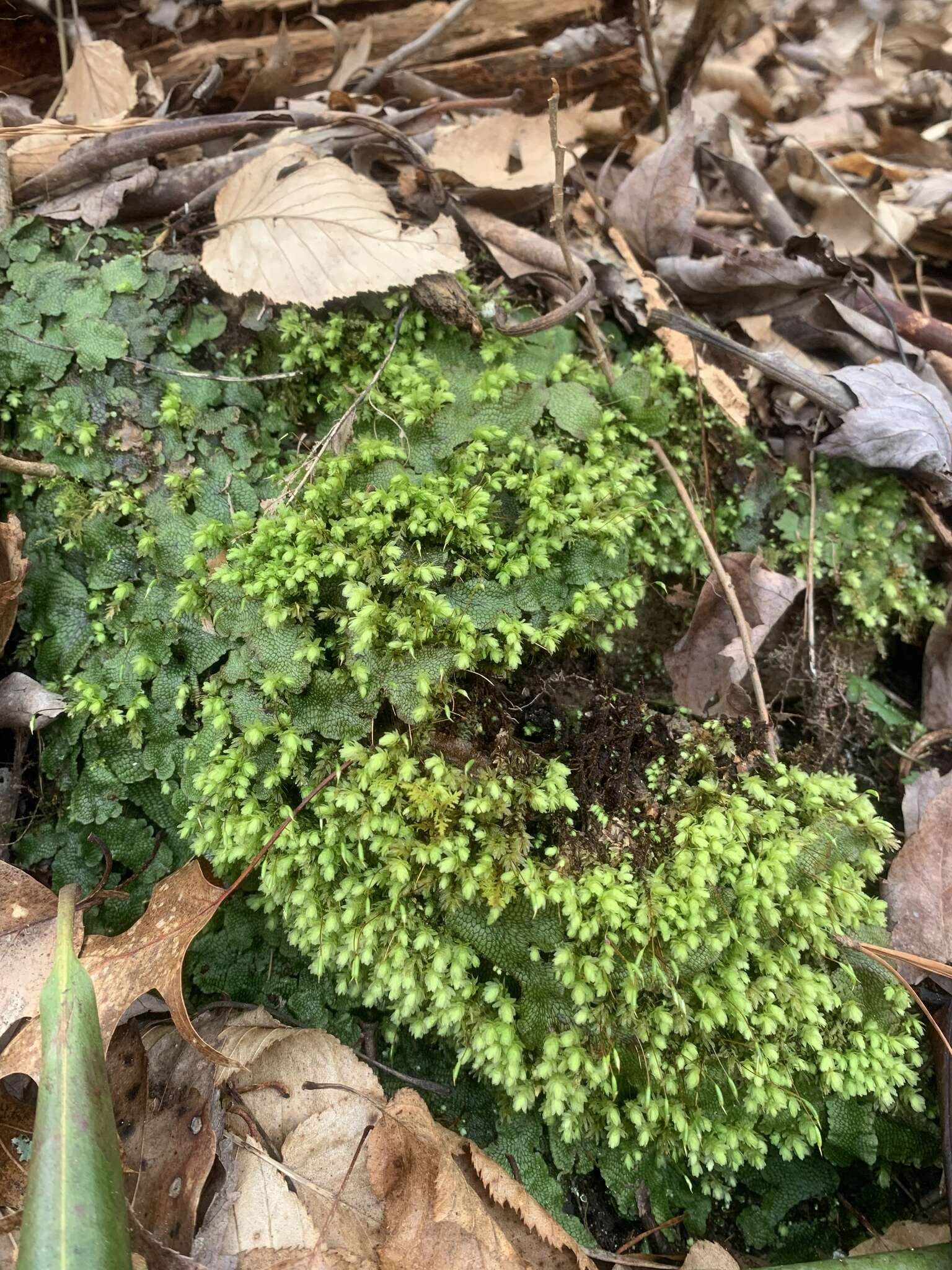 Image of aulacomnium moss