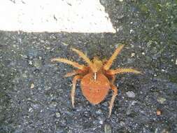 Image de Araneus gemma (McCook 1888)