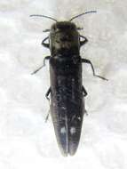 Image of Agrilus obsoletoguttatus Gory 1841