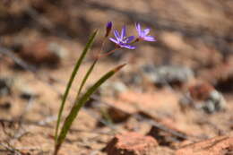 Imagem de Geissorhiza subrigida L. Bolus