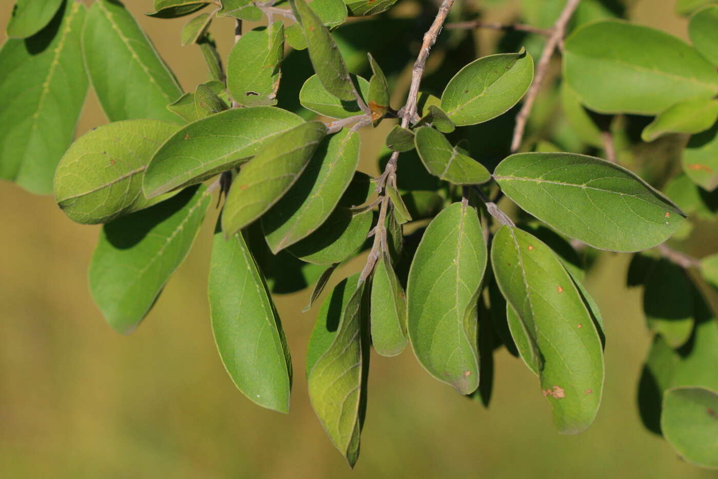 Imagem de Combretum zeyheri Sond.