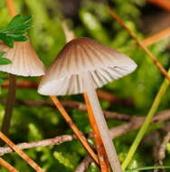 Sivun Mycena albidofusca Cleland 1933 kuva