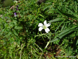 صورة Cerastium nutans Raf.