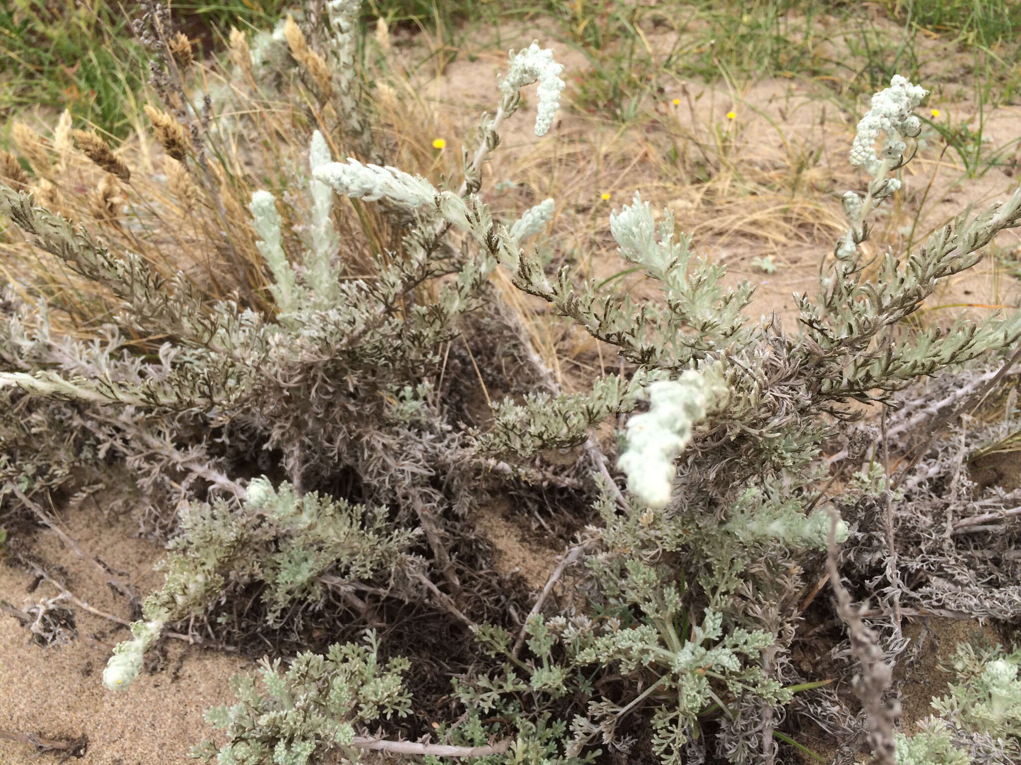 Image of beach wormwood