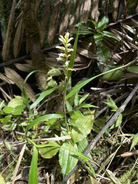 Image of Caribbean False Helmet Orchid