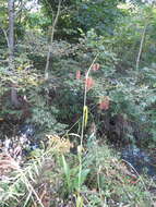 Imagem de Scirpus lushanensis Ohwi