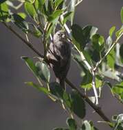 Image of Yellow-rumped Seedeater