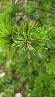 Image of Pinus sylvestris var. hamata Steven