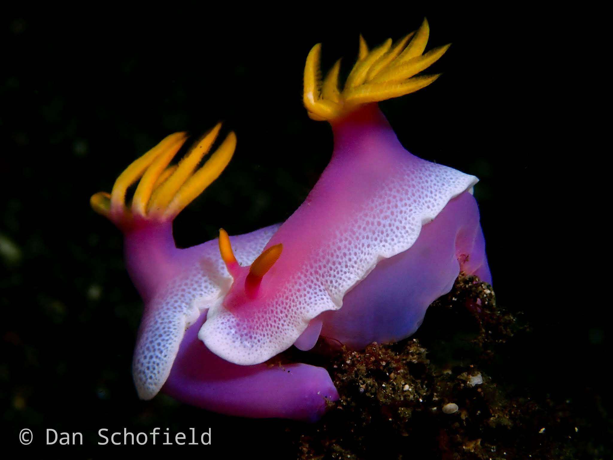 Plancia ëd Hypselodoris apolegma (Yonow 2001)