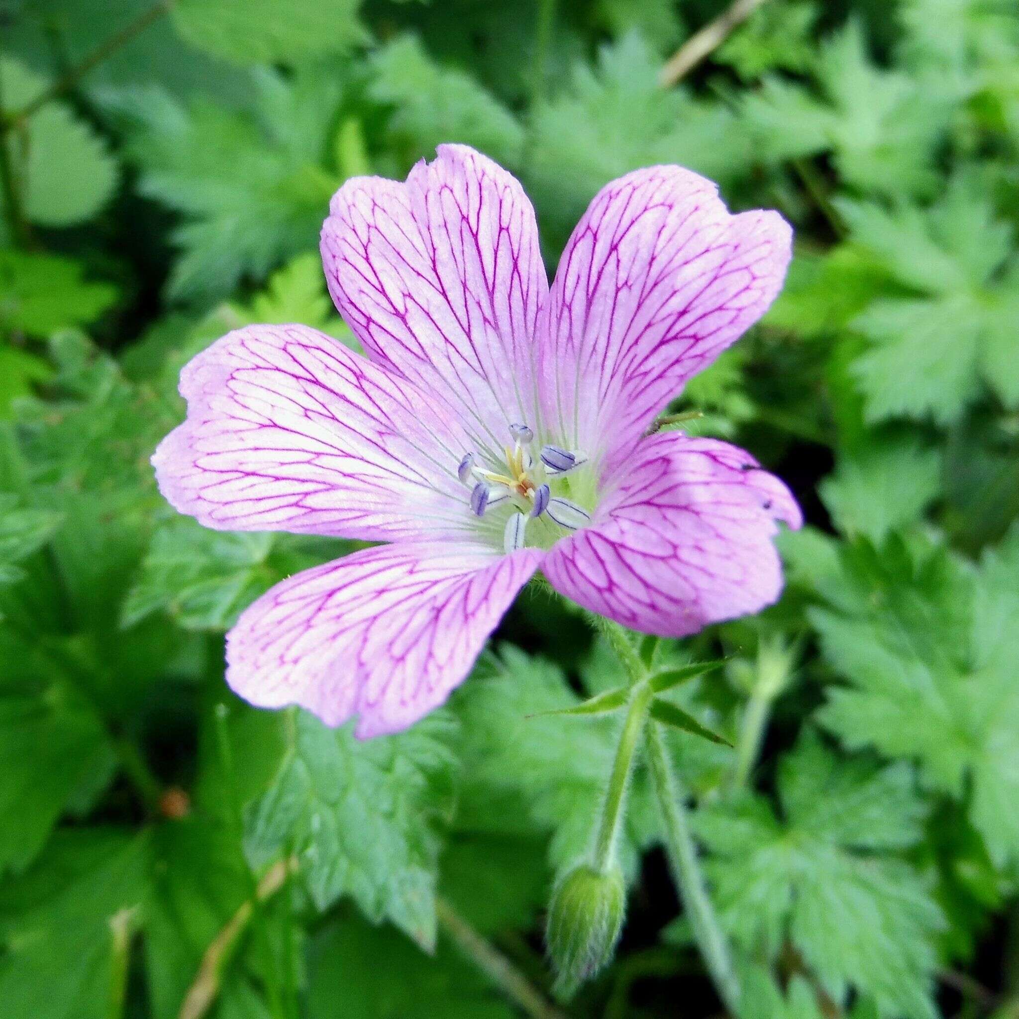 Image of <i>Geranium oxonianum</i>