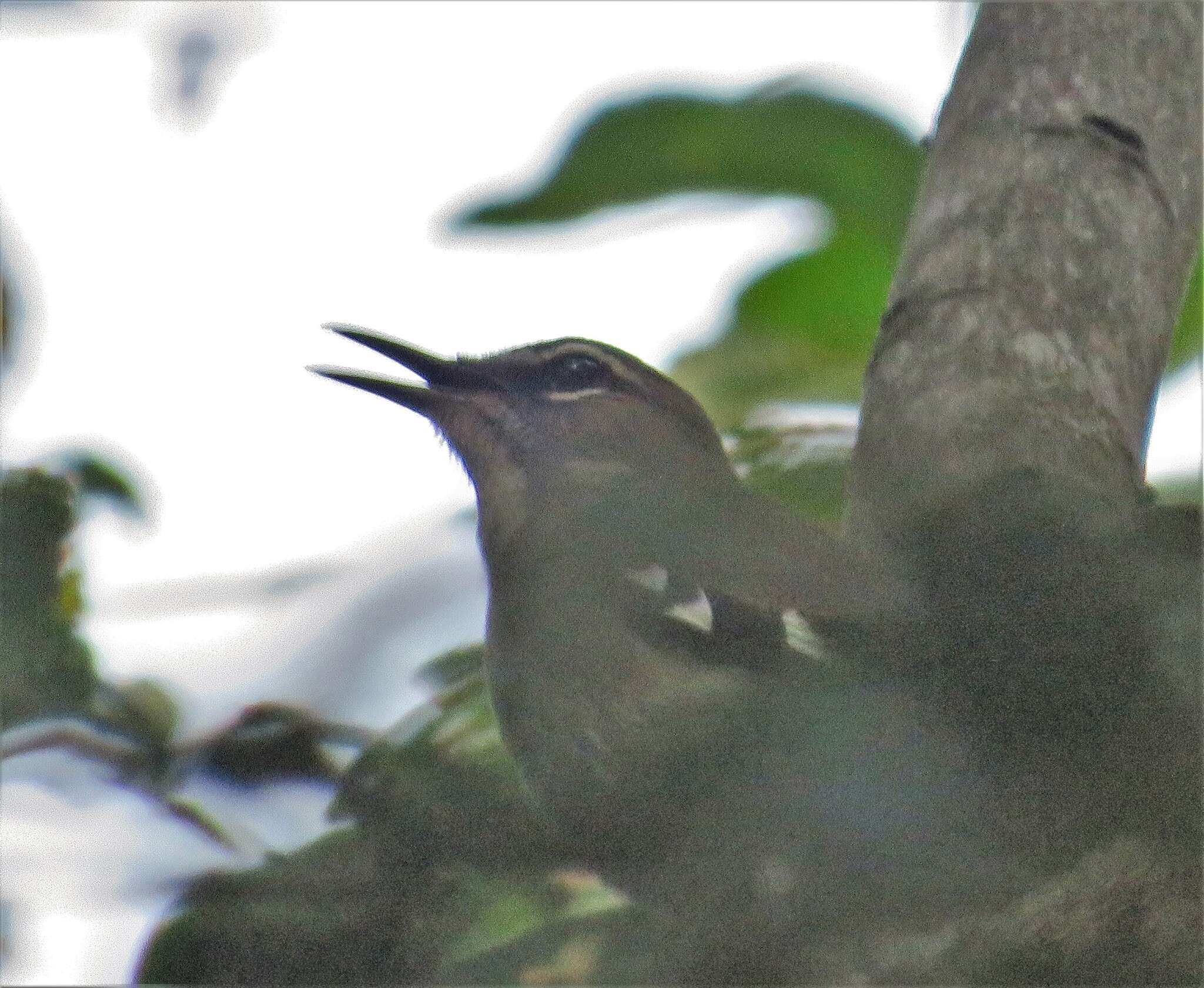 Image of Cercotrichas signata signata (Sundevall 1850)