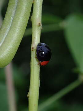 Imagem de Coccinellini