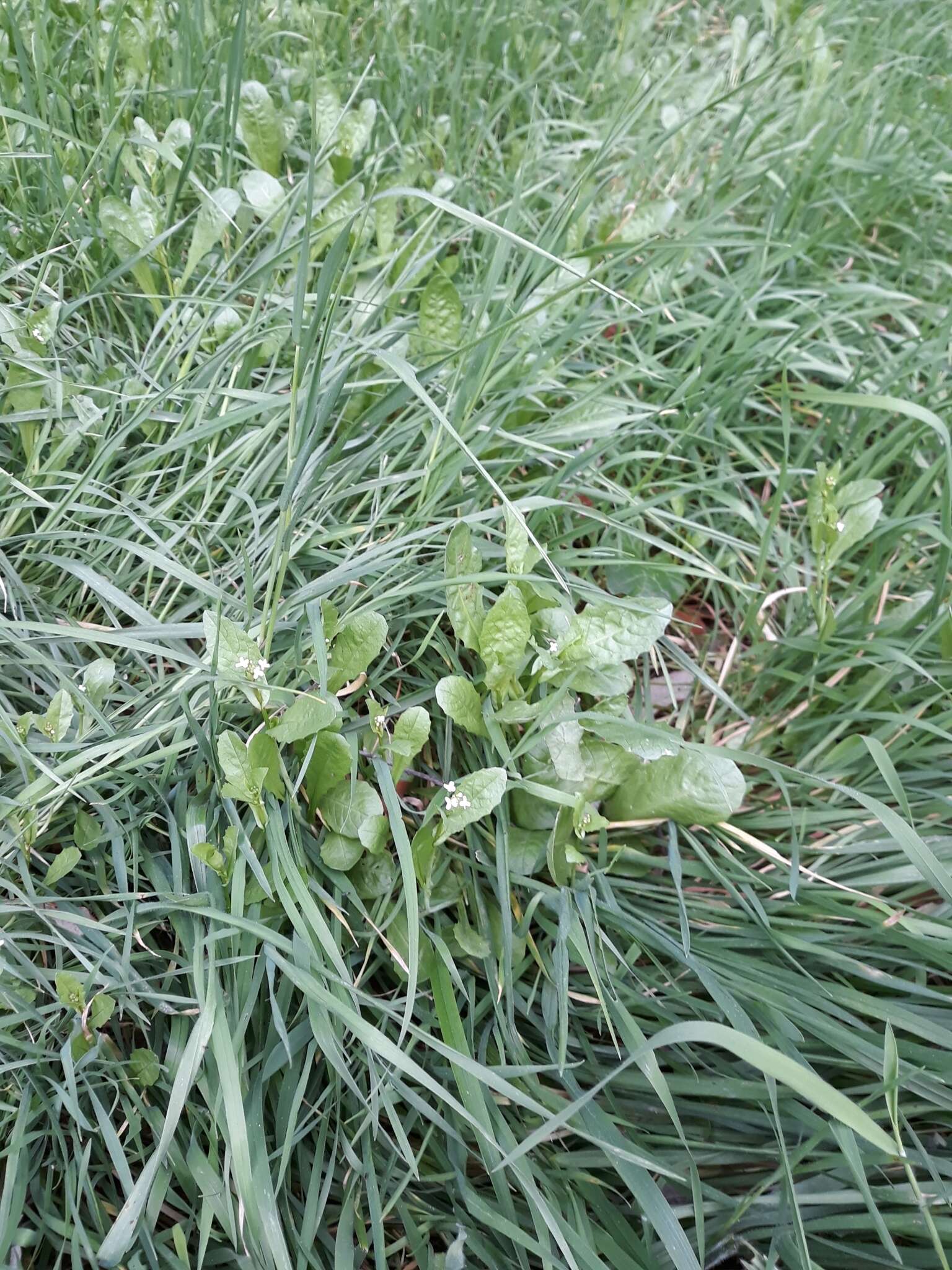 Image of white ballmustard