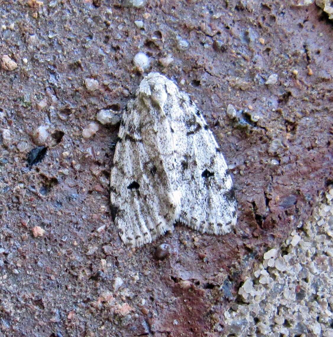 Image of Little White Lichen Moth