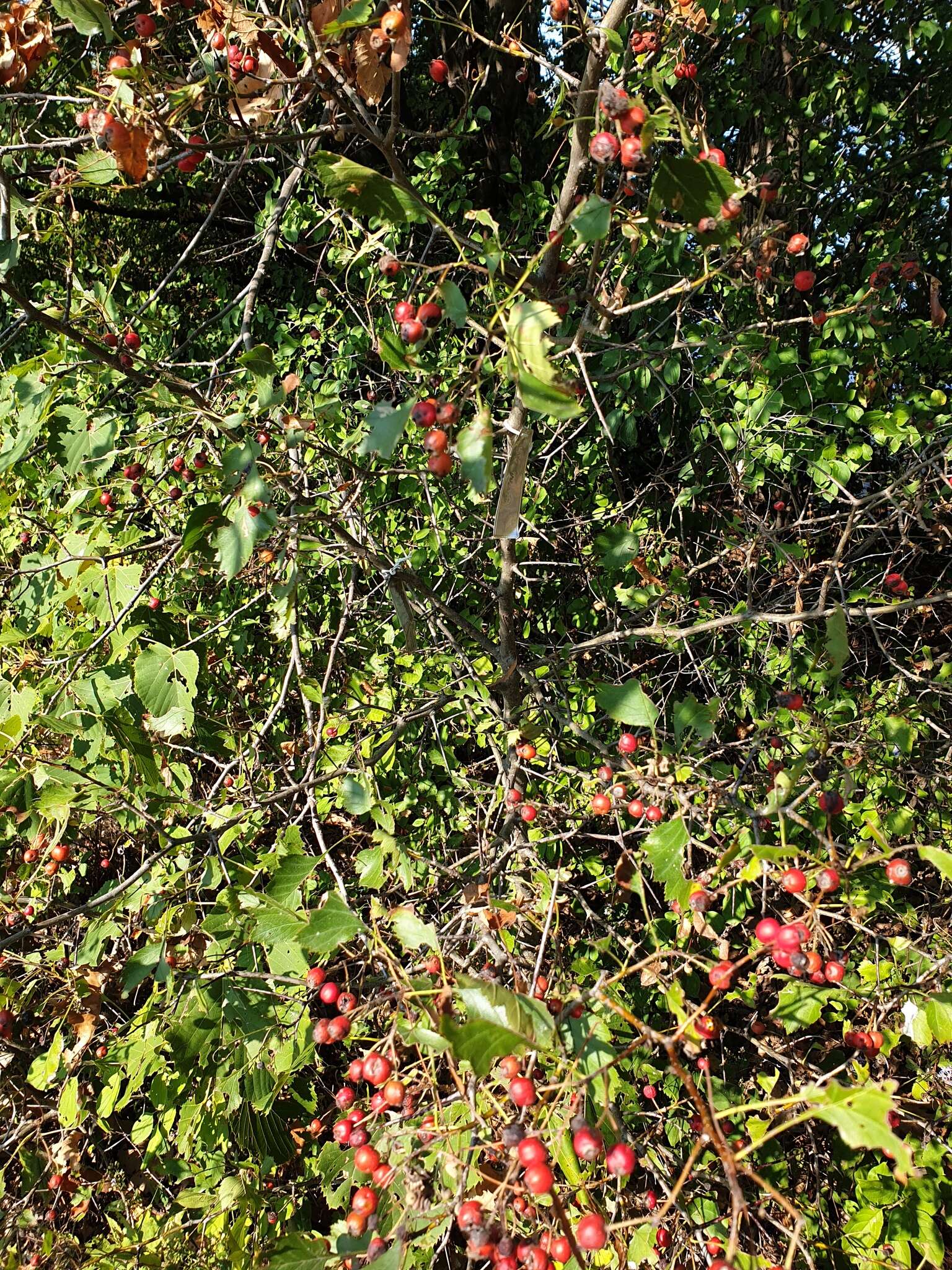 Image de Crataegus irrasa Sarg.