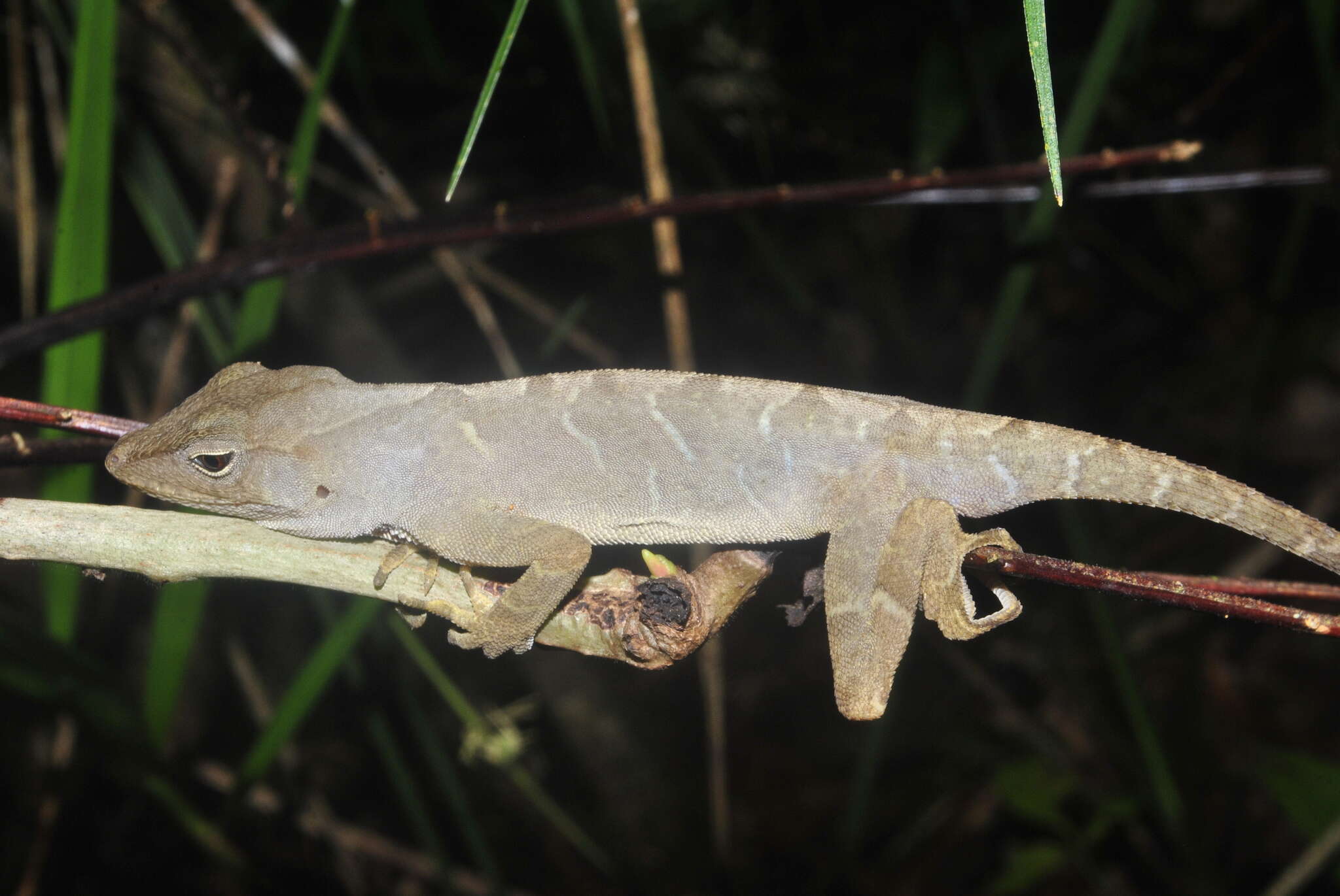 Image of Meyer's Anole