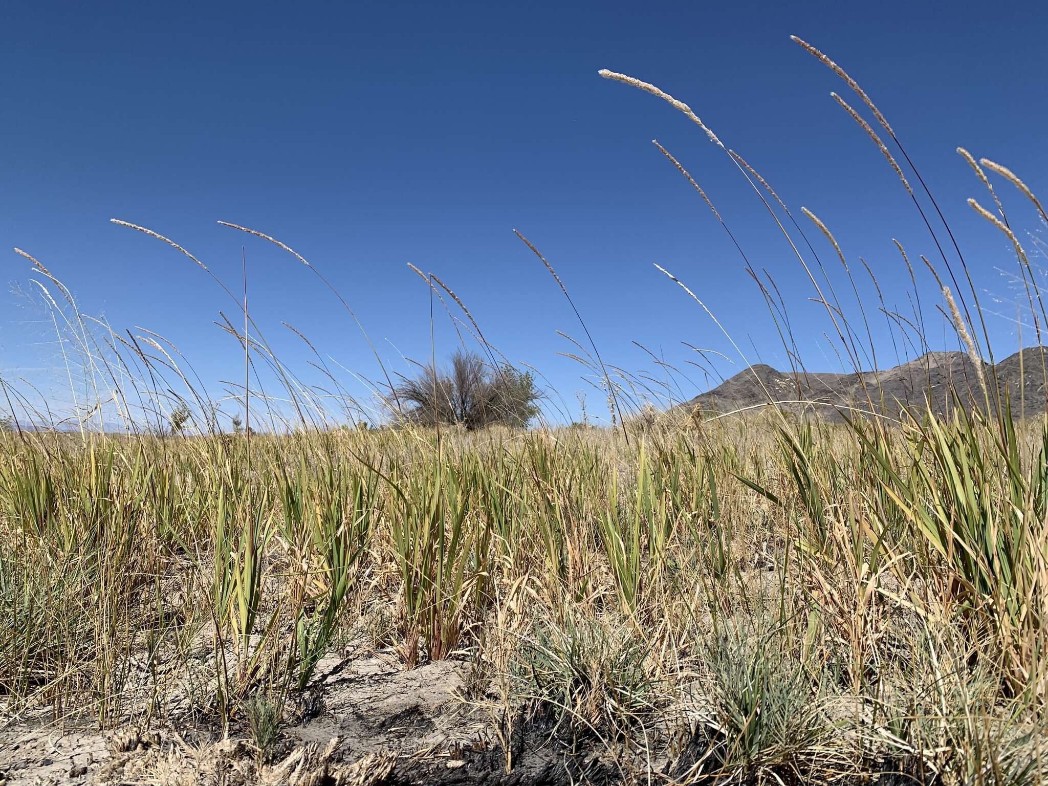 Imagem de Imperata brevifolia Vasey