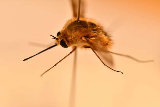 Image of Heath bee-fly