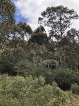 Image of Eucalyptus oreades F. Müll. ex R. T. Baker