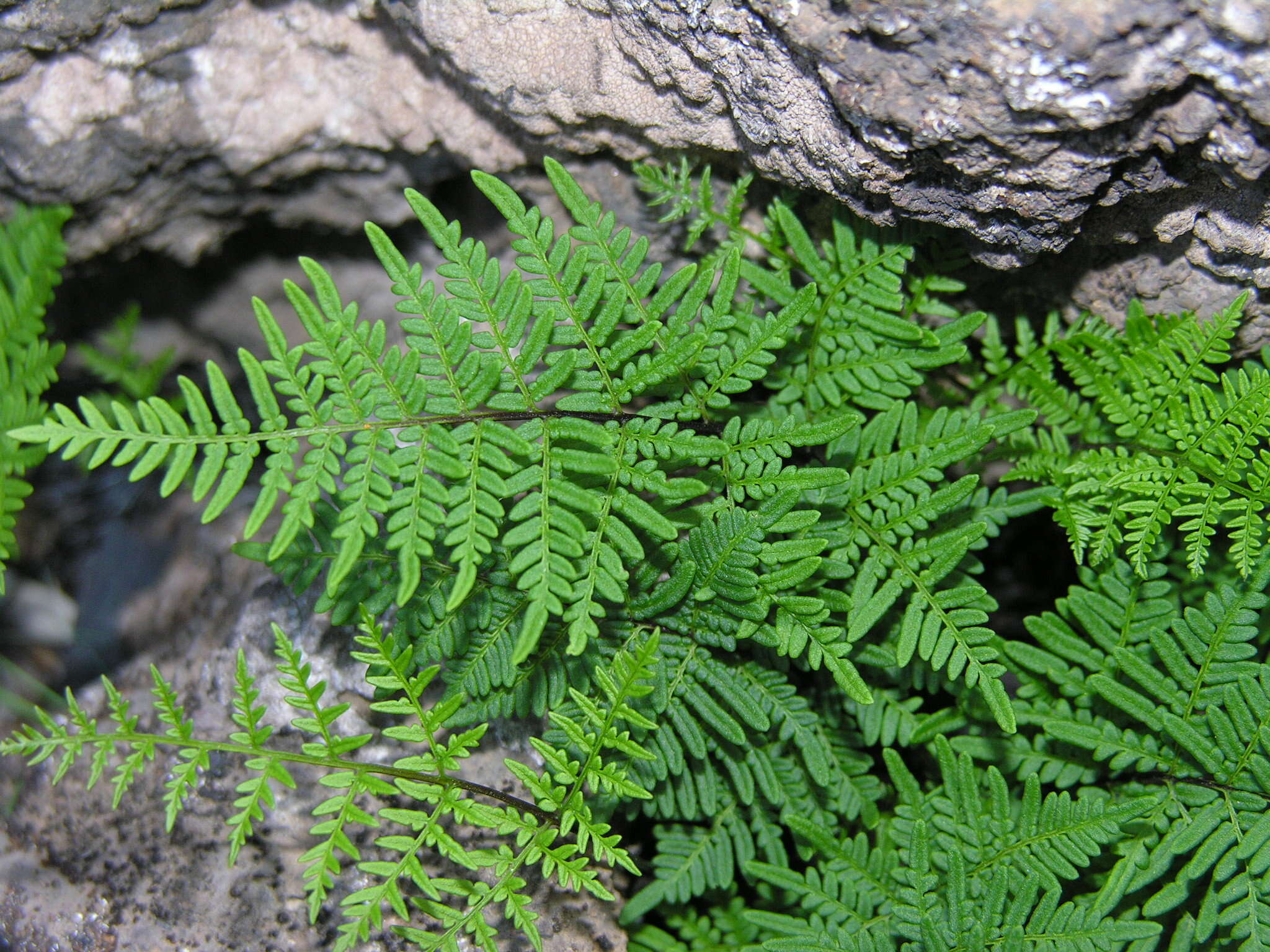 Image de Oeosporangium pulchellum (Bory ex Willd.) Fraser-Jenk. & Pariyar