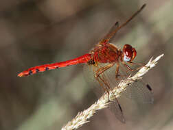 Image of Spot-winged Meadowhawk